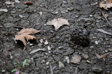 leaf and pinecone on the ground