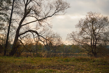 łąka,drzewa 