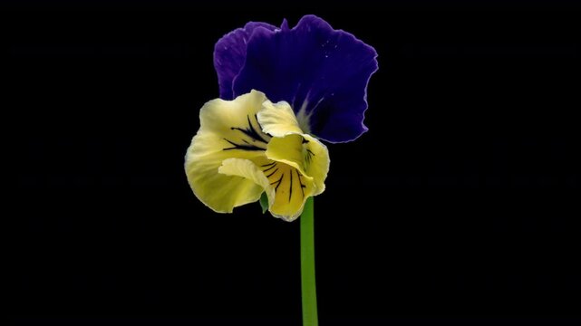 Time lapse of opening violet Pansy flower (Viola tricolor) isolated on black background.