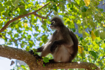 A gray langur perches calmly on a tree branch, surrounded by vibrant leaves and dappled sunlight. The scene captures the serene beauty of wildlife in its natural habitat