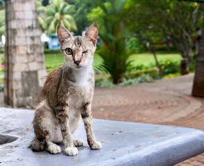 Wild stray brown striped cat with  one damaged closed eye and one beautiful green eye isolated on horizontal ratio outdoor park environment background.