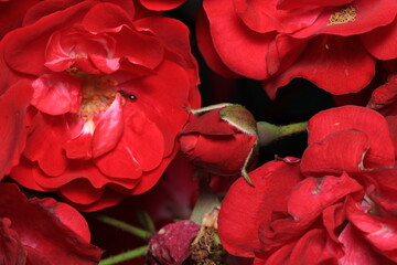 red rose flower macro photo