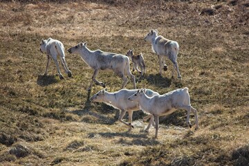 Fototapeta premium Reindeer (rangifer tarandus) in mountain meadow in summer, Varanger Peninsula, Norway.