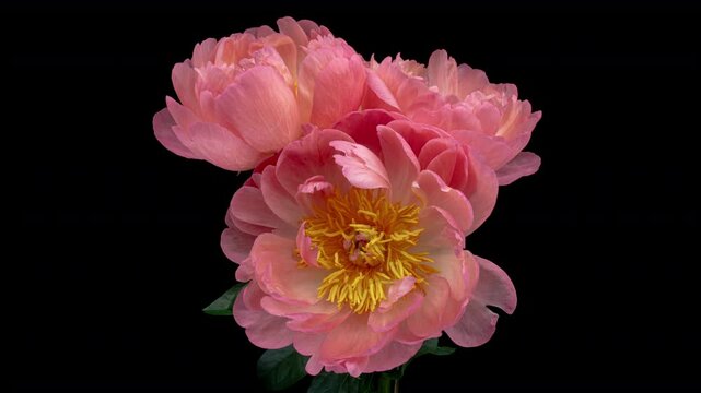 Beautiful pink and red peony flowers bouquet background. Blooming roses flower open, time lapse, close-up. Wedding backdrop, Valentine's Day concept. Bouquet on black backdrop, closeup.