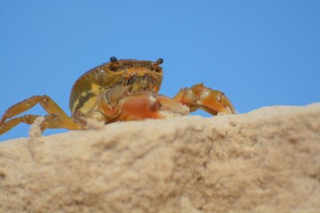 Obraz premium Crab walking on a sandy surface