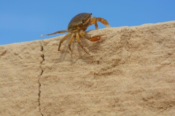 crab walking on a sandy surface under