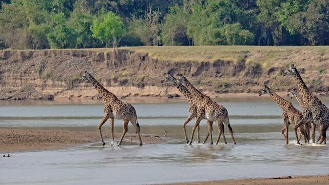 herd of Thornicroft's giraffes (Giraffa camelopardalis thornicrofti) crossing Luangwa River, South Luangwa National Park, Mfuwe, Zambia, Africa