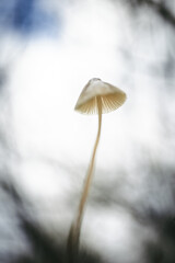 Mushroom from below