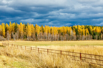 autumn landscape with trees and a dark cloudy sky in northwest Montana