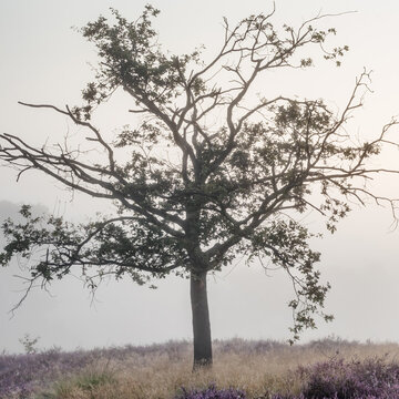 Baum im Nebel
