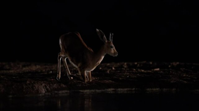  a steenbok ram drinking water at night