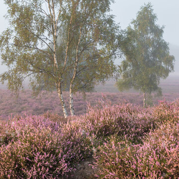 Heide vor Birken