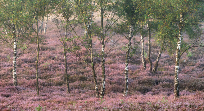 Birken in bl&uuml;hender Heide