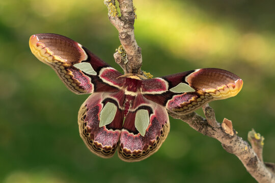 Rothschildia erycina