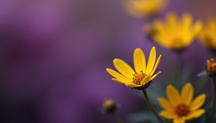Obraz premium a bright yellow flower in sharp focus against a blurred purple and green background