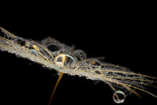 Wassertropfen auf Schirmsamen