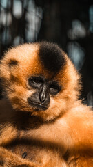 Animali veri