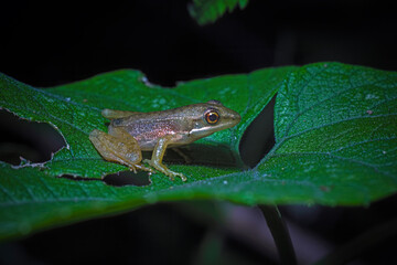Kongkang kolam (Chalcorana chalconota) animal closeup