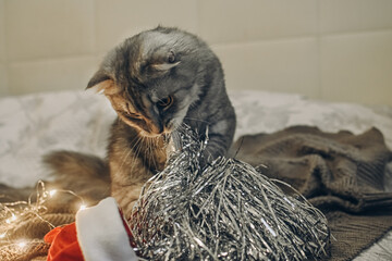 A cat and a Christmas garland. The dangers of Christmas tree decorations for pets. Veterinary advice on pet care.