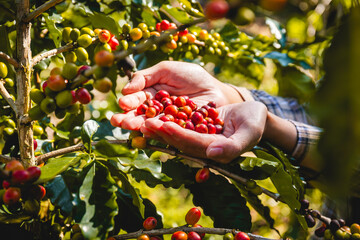 Coffee beans in the hands of a farmer picked from the plantation. Select focus