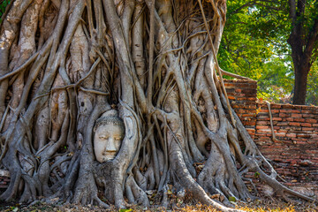 The head of the Buddha is in the root of the Bodhi tree. Wat Mahathat temple in a historical park...