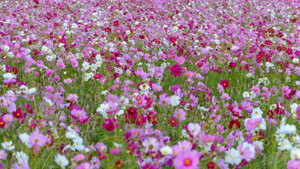 Obraz premium Field of Blooming Cosmos Flowers