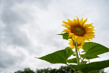 Beautiful blooming sunflower growing