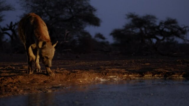 spotted hyena at the waterhole during the blue hour