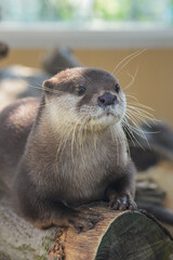 close up of a otter