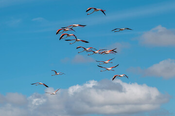 A flock of pink flamingos flies in a beautiful blue sky with clouds, Stagno di baiocca Masainas, Sardinia, Italy