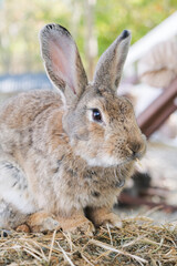 Obraz premium cute rabbit on the farm
