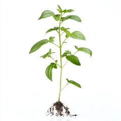 Fototapeta premium turkesterone plant
