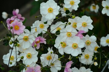 秋牡丹 秋冥菊（シュウメイギク）
