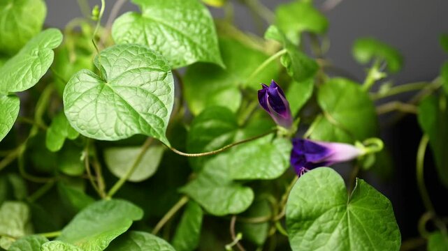 Time-lapse of an Ipomoea tricolor (Mexican morning glory) blooming. The vibrant petals open gracefully, perfect for nature, botany, or garden projects. Ideal for educational and creative uses.