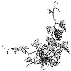 Sketch of vine branch with ripe grape bunches, leaves and tendrils, floral corner, vector hand drawn  illustration, isolated on white