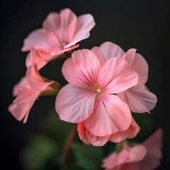 Obraz premium Pink Pelargonium