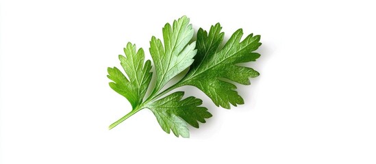 Fototapeta premium Green Leaf Of Parsley Isolated On White Background