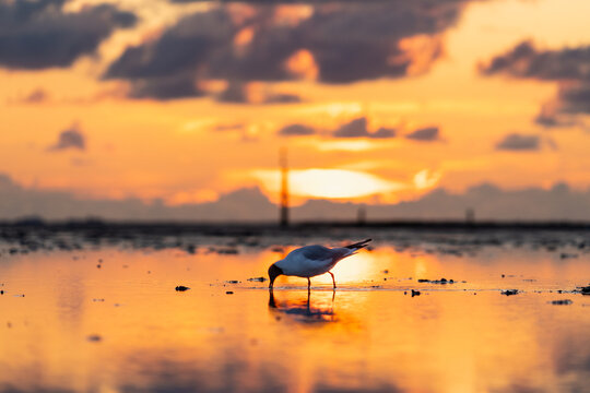 Northsea Snack