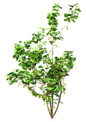 3D Rendering Currant Bush on White