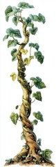 early Victorian chromolithograph tall magic fairytale fat stalk beanstalk from Jack and the beanstalk thick isolated on white it is used for chenille ornies as a craft supply