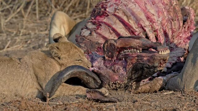 pride of lioness (Panthera leo) with cubs at buffalo kill, South Luangwa National Park, Mfuwe, Zambia, Africa