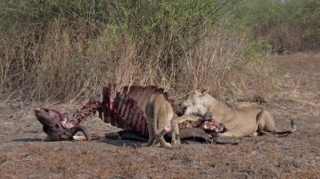 pride of lioness (Panthera leo) with cubs at buffalo kill, South Luangwa National Park, Mfuwe, Zambia, Africa
