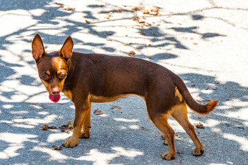 Happy little dog runs around outside Mexico.