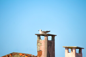 Yellow-legged gull (Larus michahellis) perched on a concrete chimney. Seagull on the roof. Bird is resting. Animal. Ornithology. 