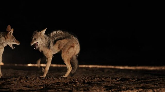 Two black-backed jackals fighting at nighttime