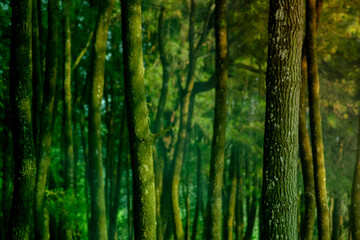 pine tree trunk in a tropical forest