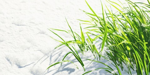 Obraz premium Snow-Covered Green Grass with Shadows on White Background