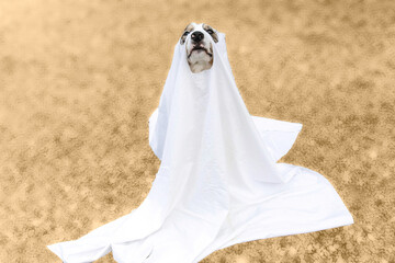 dog dressed as a ghost for Halloween