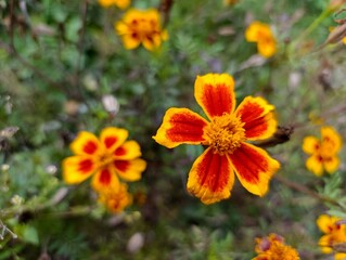 A close up of a yellow and red flower in a field