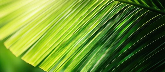 Obraz premium Coconut Leaf In Closeup For Green Background